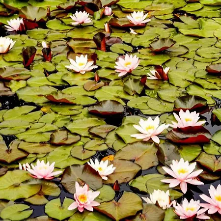 Und Auf Rügen Kluis